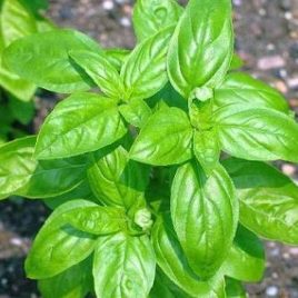 Albahaca (Paquete)