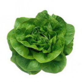 Lechuga Española Und