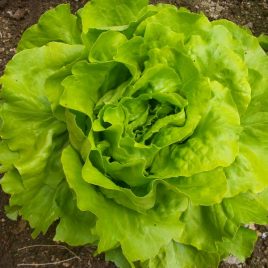 Lechuga francesa Und