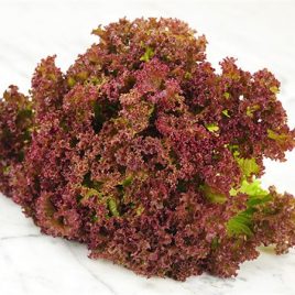Lechuga Lolo Rosa Und